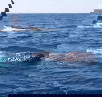 Noosa Whale Watching - Accommodation Directory