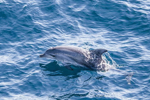 All Inclusive Dolphin And Tangalooma Wrecks Cruise - Accommodation Directory 1