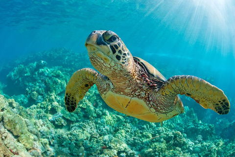 All Inclusive Dolphin And Tangalooma Wrecks Cruise - Accommodation Directory 3
