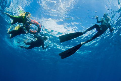 Passions Of Paradise Great Barrier Reef Snorkel And Dive Cruise From Cairns By Luxury Catamaran - Accommodation Directory 2