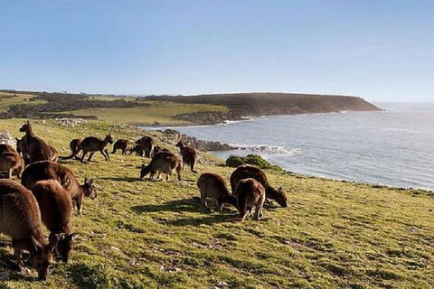 Kangaroo Island Personal Group Tours - Accommodation Directory 0