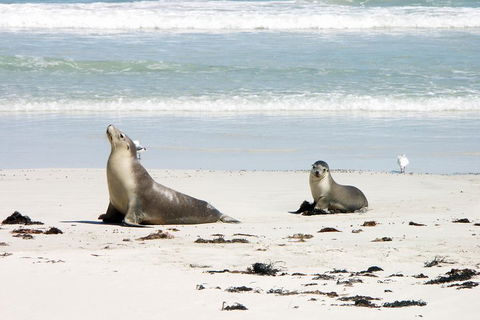 Kangaroo Island Personal Group Tours - Accommodation Directory 3