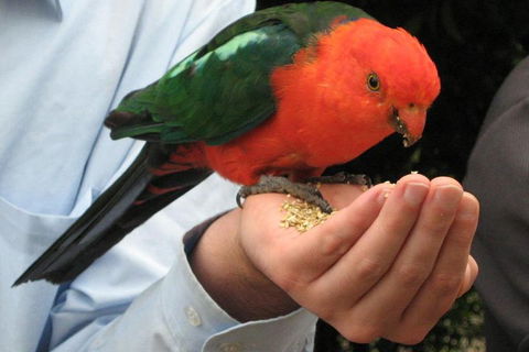 O'Reilly's & Lamington National Park From Brisbane - Accommodation Directory 1