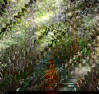 O'Reilly's  Lamington National Park from Gold Coast - Accommodation Directory
