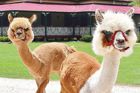 O'Reilly's & Lamington National Park From Gold Coast - Accommodation Directory 3