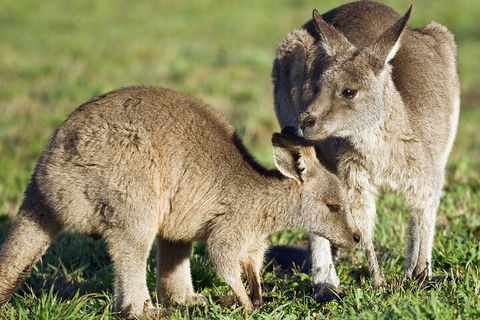 LGBT+ Friendly Full Day Phillip Island Private Tour - Accommodation Directory 3