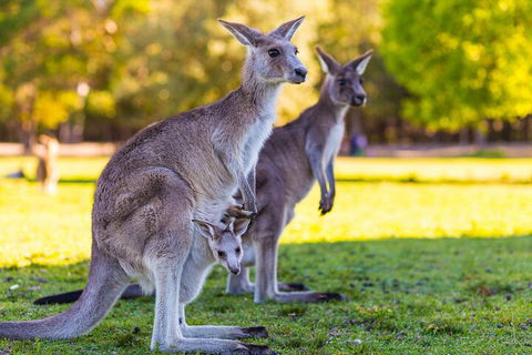 LGBT+ Friendly Full Day Phillip Island Private Tour - Accommodation Directory 4