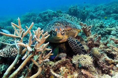 Great Barrier Reef Day Cruise From Cairns Including Snorkeling And Marine Biologist Presentation - Accommodation Directory 4