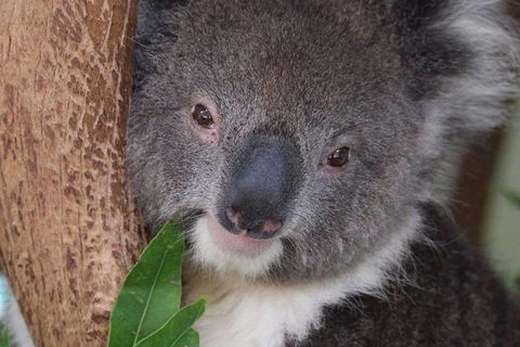 All Inclusive Blue Mountains Small-Group Day Trip From Sydney - Accommodation Directory 1