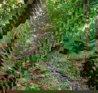 Private Daintree Mossman Gorge Exclusive Nature and Wildlife Focus - Accommodation Directory