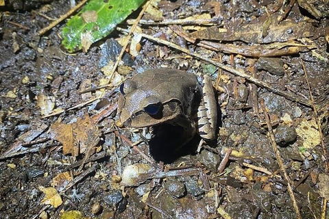 Evening Rainforest & Glow Worm Experience - Accommodation Directory 1