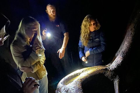Evening Rainforest & Glow Worm Experience - Accommodation Directory 2