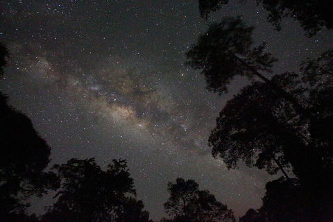 Evening Rainforest & Glow Worm Experience - Accommodation Directory 4
