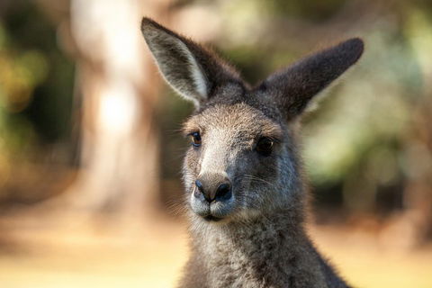 Port Arthur And Tassie Devils Active Day Tour From Hobart - Accommodation Directory 2