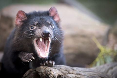 Port Arthur And Tassie Devils Active Day Tour From Hobart - Accommodation Directory 3