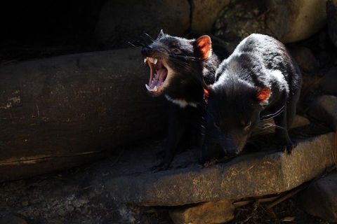 3-Day Tasmania Combo: Hobart To Launceston Active Tour - Accommodation Directory 4