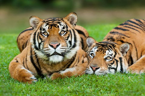 The Ultimate Gold Coast Attractions Pass - Accommodation Directory 2