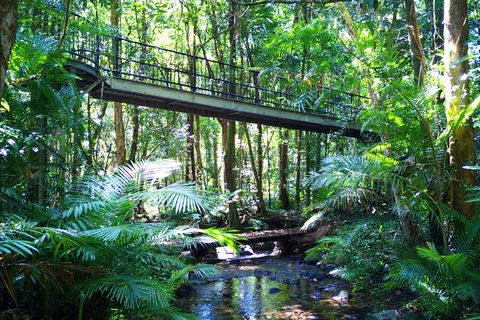 Cape Tribulation, Mossman Gorge, And Daintree Rainforest Day Trip From Cairns Or Port Douglas - Accommodation Directory 3