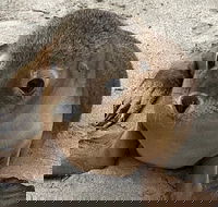 Kangaroo Island Scenic Trail Tour - Accommodation Directory