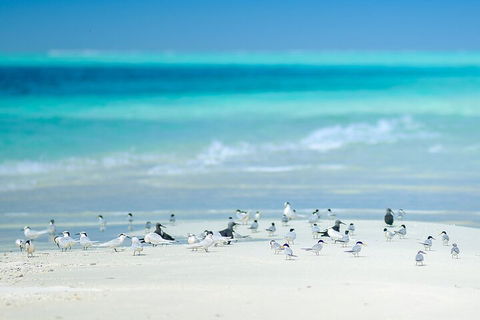 Private Coral Cay Bubbles Tour - Accommodation Directory 2