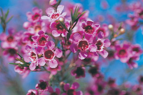 Best Of Perth Wildflower Season Day Trip - Accommodation Directory 1