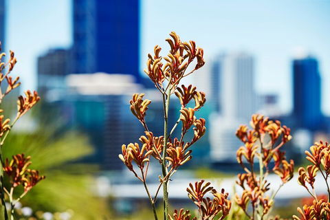 Best Of Perth Wildflower Season Day Trip - Accommodation Directory 4