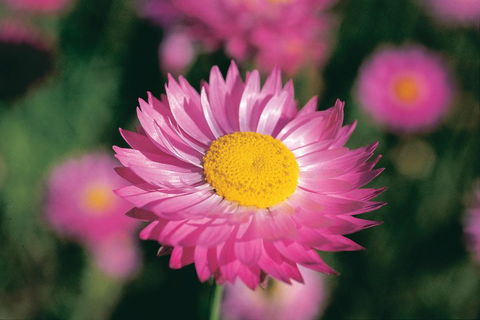 Best Of Perth Wildflower Season Day Trip - Accommodation Directory 5
