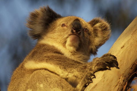 After Hours Electric Fatbike Tour In Kangaroo Island - Accommodation Directory 2