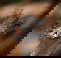 Currumbin Wildlife Sanctuary General Entry Ticket - Accommodation Directory