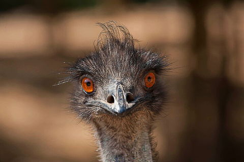 Currumbin Wildlife Sanctuary General Entry Ticket - Accommodation Directory 0