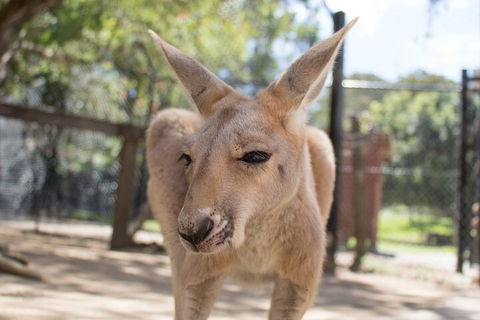 Currumbin Wildlife Sanctuary General Entry Ticket - Accommodation Directory 2