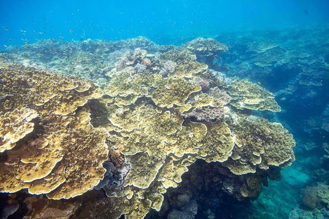 Cruise To Moore Reef Pontoon And Return Helicopter Flight From Cairns - Accommodation Directory 5