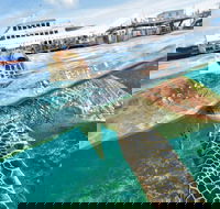 Scenic Helicopter Flight to Moore Reef and Return Snorkeling Cruise from Cairns - Accommodation Directory