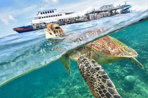 Scenic Helicopter Flight To Moore Reef And Return Snorkeling Cruise From Cairns - Accommodation Directory 0