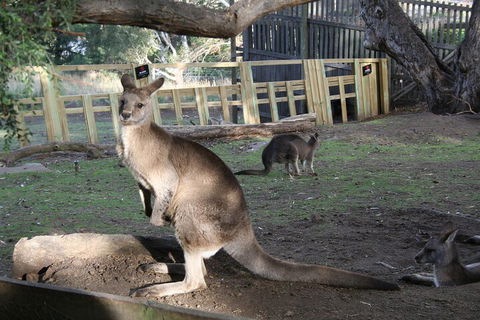 Mt. Wellington, Bonorong And Richmond Day Tour From Hobart - Accommodation Directory 2