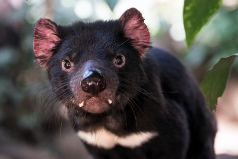 Mt. Wellington, Bonorong And Richmond Day Tour From Hobart - Accommodation Directory 3