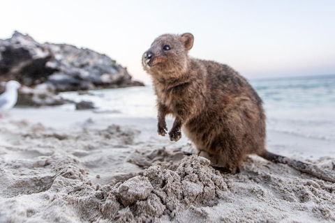 Fremantle To Rottnest Island Roundtrip Ferry Ticket - Accommodation Directory 1