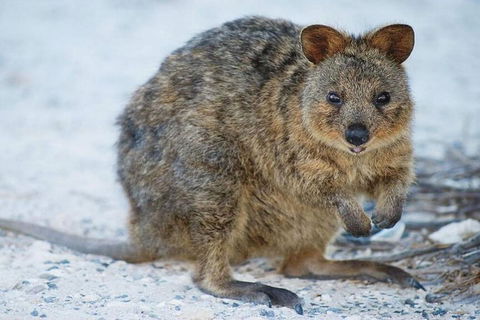 Rottnest Island Bike, Snorkel & Ferry Package From Perth - Accommodation Directory 3