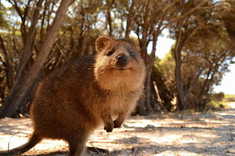 Wave Rock & Rottnest Island - Air & Ground Tour - Accommodation Directory 0