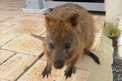 Wave Rock, Pinnacles And Rottnest One Day Aeroplane Tour - Accommodation Directory 0