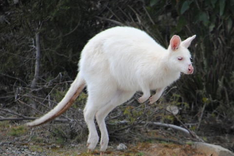 Small-Group Day Trip From Hobart To Bruny Island - Accommodation Directory 2
