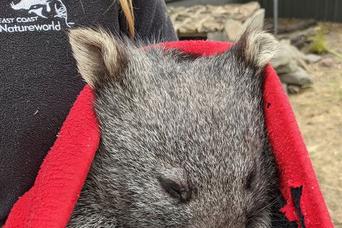 2-Day Tas East Coast Escape Tour Including Bay Of Fires, Wineglass Bay & Devils - Accommodation Directory 3