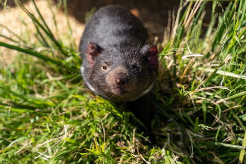 4-Day Fabulous Tasmania Tour: Wineglass Bay, Port Arthur, Devils & Bruny Island - Accommodation Directory 4