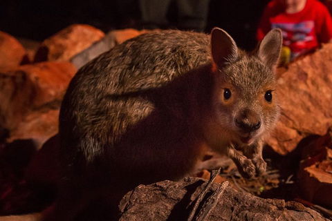 Alice Springs Desert Park Nocturnal Tour - Accommodation Directory 3