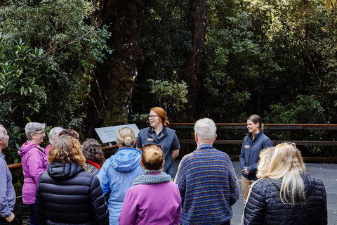 Gordon River Cruise Departing From Strahan - Accommodation Directory 4