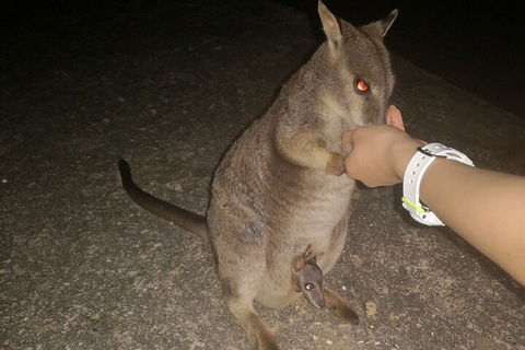 Private Tour To Paronella Park, Historic Village Herberton And Wild Life Wallaby - Accommodation Directory 0