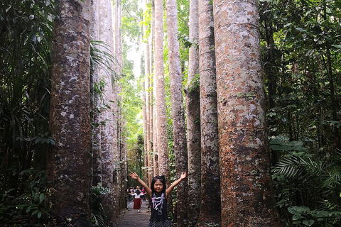Private Tour To Paronella Park, Historic Village Herberton And Wild Life Wallaby - Accommodation Directory 2