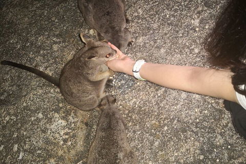 Private Tour To Paronella Park, Historic Village Herberton And Wild Life Wallaby - Accommodation Directory 4
