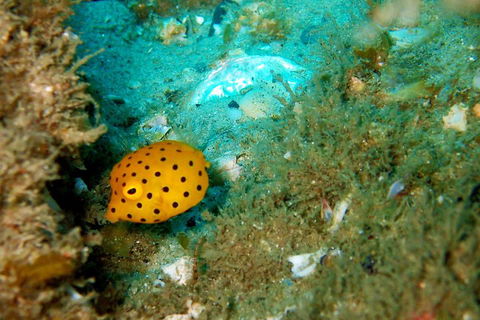 Wave Break Island Scuba Diving On The Gold Coast - Accommodation Directory 3