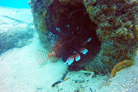 Wave Break Island Scuba Diving On The Gold Coast - Accommodation Directory 5